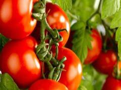 Haryana: यमुनानगर में एक रुपये किलो बिक रहा टमाटर, मजबूरी में किसान खुद नष्ट कर रहे फसल