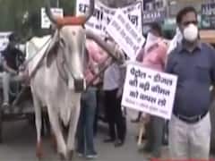 Fuel price hike protest: Audi towed with bullock cart