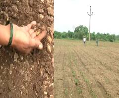 Osmanabad | सोयाबीनचं बी पेरलं, पण उगवलच नाही; शेतकर्‍यांवर दुबार पेरणीचं संकट