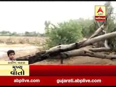 બનાસકાંઠામાં મોડી રાત્રે પડેલા વરસાદના કારણે ખેતીના પાકને નુકસાન, જુઓ વીડિયો 