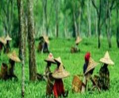 এক ঝলকে: বর্ধমান বিশ্ববিদ্যালয়ে সহ উপাচার্য নিয়োগ-সংঘাত, ১০০ শতাংশ কর্মী নিয়ে কাজ শুরু চা বাগানে