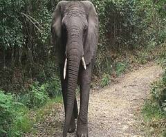 গুলি করে হাতি খুন, কেরলের স্মৃতি উস্কে শিরোনামে এবার ওড়িশাও 