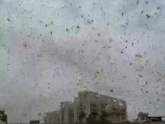 Gurugram में टिड्डी दल का हमला, दिल्ली में शुरू हुई बैठक