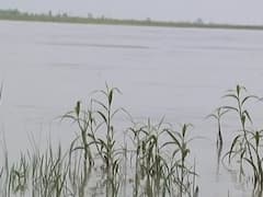 यूपी में शारदा नदी में बाढ़ का खतरा, किसानों के खेत डूबे | Ground Report