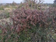 પાટણઃ સાંતલપુર તાલુકાના રણ વિસ્તારમાં જોવા મળ્યું તીડનું ઝૂંડ, જુઓ વીડિયો