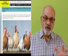 Fact Check | अंडी आणि मांसामुळे धोका नाही, पोल्ट्रीमुळे Apocalyptic Virus पसरण्याचा दावा चुकीचा