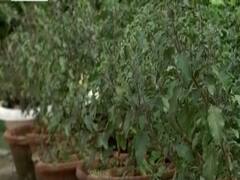 कैसे बदल गई है पौधों की नर्सरी में ग्राहकों की मांग? देखिए ये रिपोर्ट