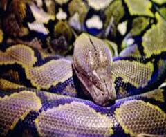 মুরগি খেতে এসে জালে ধরা পড়ল পাইথন 