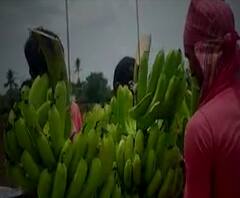 Banana Rates | अनलॉक झाल्यानं केळीचे भाव दुप्पट, नांदेडच्या अर्धापूरमध्ये केळीचं मोठं उत्पादन