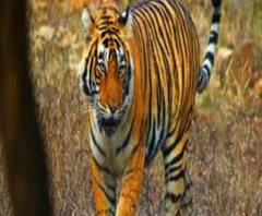 রুটিরুজির আশায় জঙ্গলে, সুন্দরবনে বাঘের হানায় মৃত মত্‍স্যজীবী!