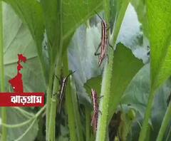 আতঙ্ক! ‘পরিযায়ী পঙ্গপাল’ সাবার করে দিচ্ছে খেতের পর খেত ফসল, বঙ্গে বিস্তার করছে বংশ 