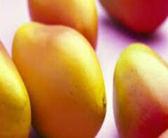 ঝড়ের কোপ! কবে মিলবে ভাল হিমসাগর-গোপালভোগ আম?