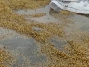 Farmers in MP face a crisis as rain damage crops | Ghanti Bajao Full