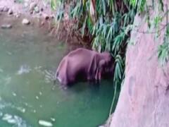 Details of postmortem report of Elephant killed in Kerala
