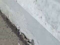 મહેસાણામાં સાપાવાળા પાસે રૂપેણ નદી પર એક વર્ષ અગાઉ બનેલા પુલની રેલિંગ તૂટી, જુઓ વીડિયો