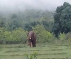 Tusker Elephant Terror | सिंधुदुर्गच्या मोर्ले गावात टस्कर हत्तीचा थरार; ग्रामस्थ भयभीत 