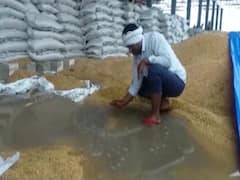 Two lakh tonne grain rots due to rain in Madhya Pradesh | Ghanti Bajao