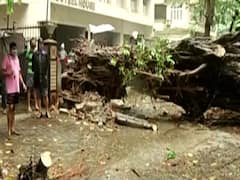 Cyclone Nisarga के तबाही की तस्वीर, जड़ से उखड़े पेड़ 