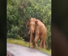 Sindhudur Elephant Chasing| सिंधुदुर्गात हत्तीकडून तिघांचा पाठलाग,पुलाच्या पाईपमध्ये लपल्याने बचावले