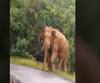 Sindhudur Elephant Chasing| सिंधुदुर्गात हत्तीकडून तिघांचा पाठलाग,पुलाच्या पाईपमध्ये लपल्याने बचावले