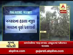 અમરેલીમાં વરસાદના કારણે બગસરા-કુકાવાવ માર્ગ પર વૃક્ષો ધરાશાયી, જુઓ વીડિયો 