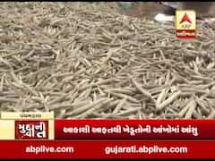 પંચમહાલઃ વરસાદના કારણે બાજરીના પાકને મોટું નુકસાન, સરકાર સહાય આપે તેવી ખેડૂતોની માંગ