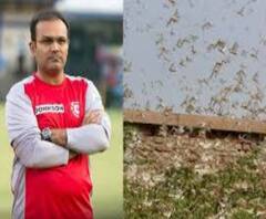 বীরেন্দ্র সহবাগের বাড়ির কাছে পঙ্গপালের হানা? ছবি পোস্ট করলেন খোদ প্রাক্তন ক্রিকেটারই