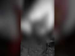 Himachal: Pregnant cow's jaw blows off by explosives