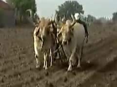 રાજકોટના ગોંડલમાં લાપસીના આંધણ સાથે ખેડૂતોએ વાવણીના કર્યા શ્રીગણેશ, જુઓ વીડિયો