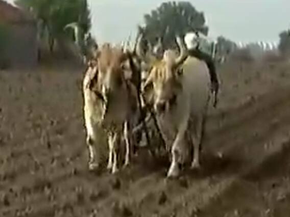 રાજકોટના ગોંડલમાં લાપસીના આંધણ સાથે ખેડૂતોએ વાવણીના કર્યા શ્રીગણેશ, જુઓ વીડિયો