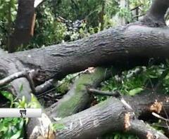 Cyclone Nisarga Pune | पुण्यात 40 ठिकाणी झाडं कोसळल्याच्या घटना, अग्निशमन दलाकडून झाडं हटवण्याचं काम सुरू