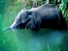 हथिनी को 'बारूद' किसने खिलाया? फल के नाम पर 'धोखा' खा बैठी वो! Bharat KI Baat