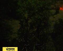 Fireflies | भंडारदऱ्याचं खोरं चमचमणाऱ्या काजव्यांनी उजळलं, लॉकडाऊनमुळे काजव्यांचा लखलखाट वाढला!