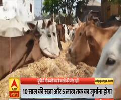 Ganga Dopahar: योगी कैबिनेट का गोवध पर बड़ा फैसला, 10 साल की सजा | ABP Ganga