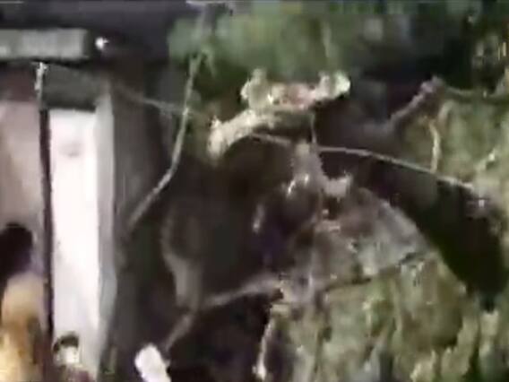 ગાંધીનગરઃ લક્ષ્મીપુરા ગામે મીની વાવાઝોડું, અનેક વૃક્ષો ધરાશાયી-ઘરના પતરા ઉડી ગયા