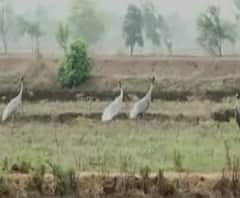 Rural News | भंडारा-गोंदियात सारस पक्ष्यांच्या संख्येत वाढ | माझं गाव माझा जिल्हा 