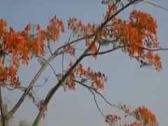 કેન્દ્રિય પર્યાવરણ મંત્રી પ્રકાશ જાવડેકરે શહેરી વનીકરણના કાર્યક્રમનો કરાવ્યો પ્રારંભ, જુઓ વીડિયો