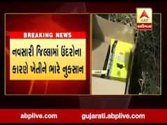 નવસારી જિલ્લામાં ઉંદરોના કારણે ખેતીને ભારે નુકશાન, જુઓ વીડિયો