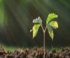 বিশ্ব পরিবেশ দিবসে রাজ্যজুড়ে বৃক্ষরোপণ কর্মসূচির সূচনা করলেন মুখ্যমন্ত্রী, গাছ লাগালেন দিলীপ ঘোষ, কলকাতার পুলিশ কমিশনারও