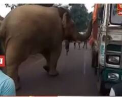 দেখুন: ঝাড়গ্রামের রাজ্য সড়কে দাপিয়ে বেড়াল হাতি