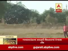 બનાસકાંઠાના સરહદી વિસ્તારમાં ફરી દેખાયા તીડ, ખેડૂતોના પાકને પહોંચાડ્યું નુકસાન, જુઓ વીડિયો 