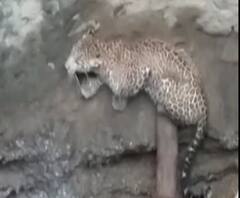 Rural News | नाशिकमध्ये भक्ष्याच्या शोधात बिबट्या विहीरीत पडला | माझं गाव माझा जिल्हा | ABP Majha