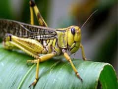 UP के कई जिलों में टिड्डी दल का हमला