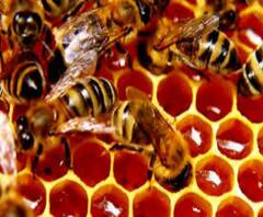 করোনা-লকডাউন-ঘূর্ণিঝড় ত্রয়ীর দাপটে সঙ্কটে মধু চাষ, সরকারি সাহায্যের দাবি মৌপালকদের 