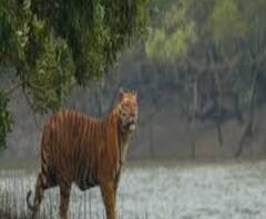 ১৫ জুন থেকে সুরক্ষাবিধি মেনে সুন্দরবনে যেতে পারবেন পর্যটকরা