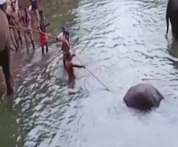 Kerala Elephant Murder | केरळमधील गर्भवती हत्तीणीच्या मृत्यूप्रकरणी एकाला अटक