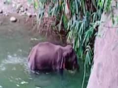 गर्भवती हथिनी को बदमाशों ने खिलाया बम वाला अनानास, तड़प-तड़प कर हुई मौत