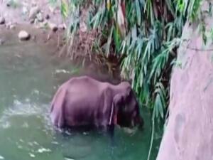 गर्भवती हथिनी को बदमाशों ने खिलाया बम वाला अनानास, तड़प-तड़प कर हुई मौत