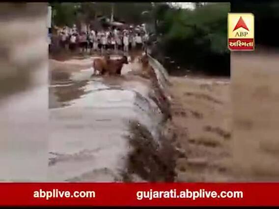 ભાવનગરઃ ભારે વરસાદના કારણે નદીમાં આવ્યા પૂર, પાણીમાં તણાઇ ગાયો, જુઓ વીડિયો 
