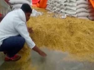 एमपी में सरकार की बदइंतजामी से लाखों टन गेहूं हुआ बर्बाद | घंटी बजाओ